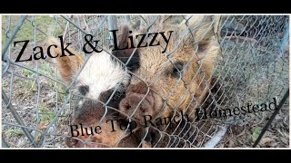 Zack & Lizzy Kune Kune Feeding Time by Blue Top Ranch Homestead 31 views 1 year ago 20 minutes