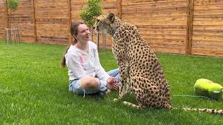 An interesting experiment! Cheetah Gerda protects Masha!