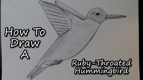 How To Draw A Ruby-Throated Hummingbird