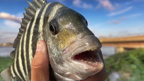 How To Catch Sheepshead From Shore| The Salty Twins