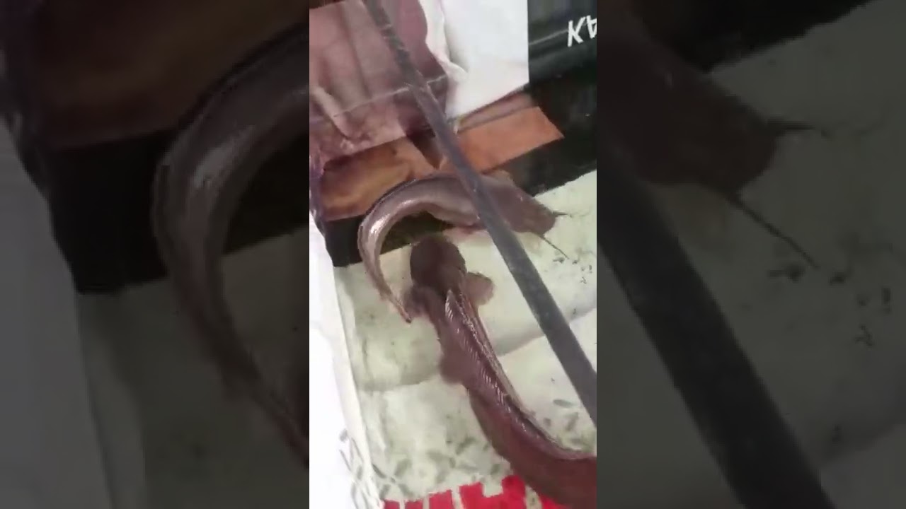 Proses Pemijahan alami -  Budidaya Ikan Lele | Karawang Bisa !!!