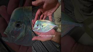 New species caught at the 61st pier! 🎣🙌#fishing #outdoors #adventure #galvestonfishing #galveston