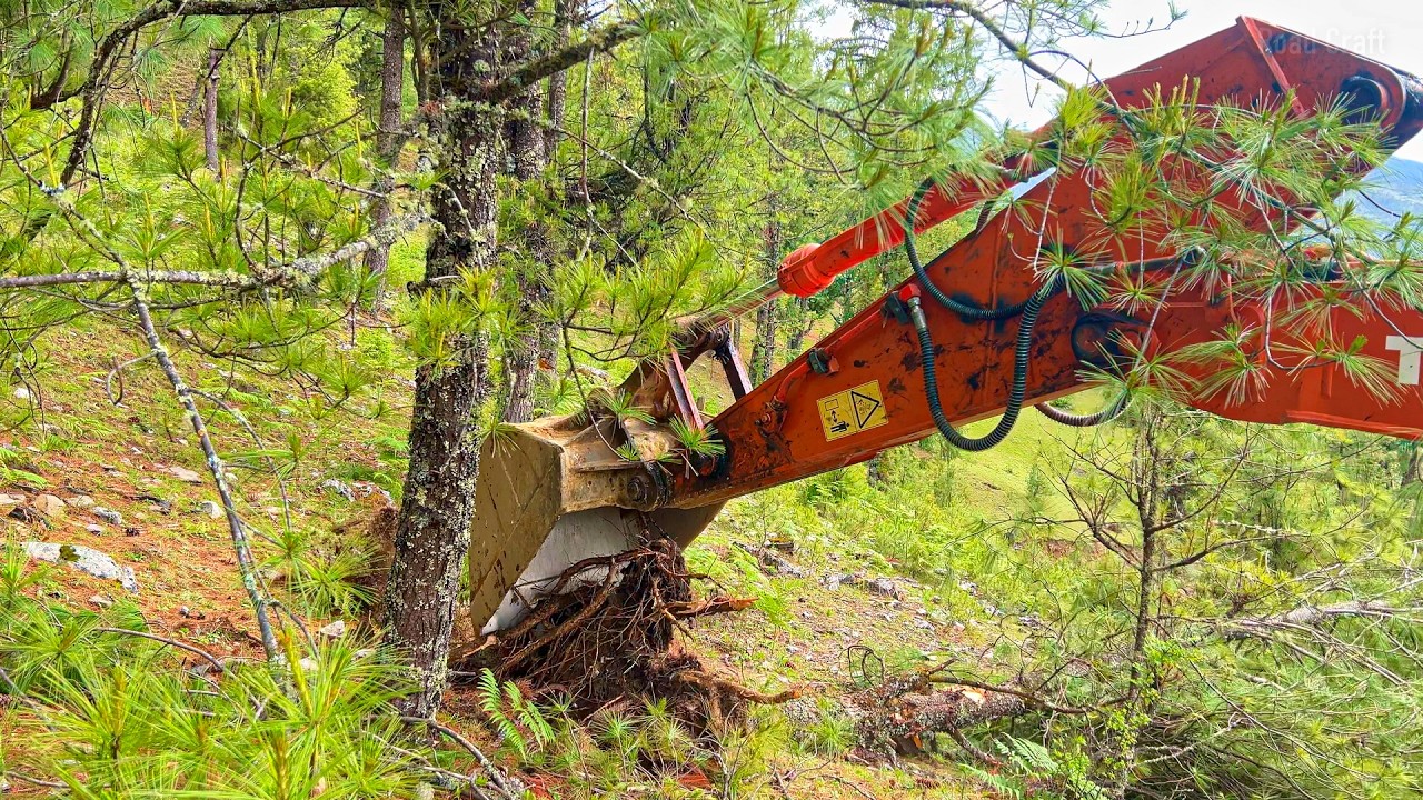 Excavator Clearing Massive Forest Trees and Stones to Build a Village Road – Road Making Process