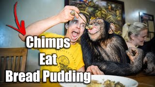 Chimps Eat Delicious Bread Pudding | Chimp Dinner Live