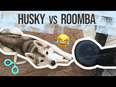 Video: ¿Las roombas funcionan para el pelo de perro?