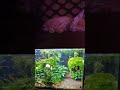 Подводный мир или сны ❤Кота