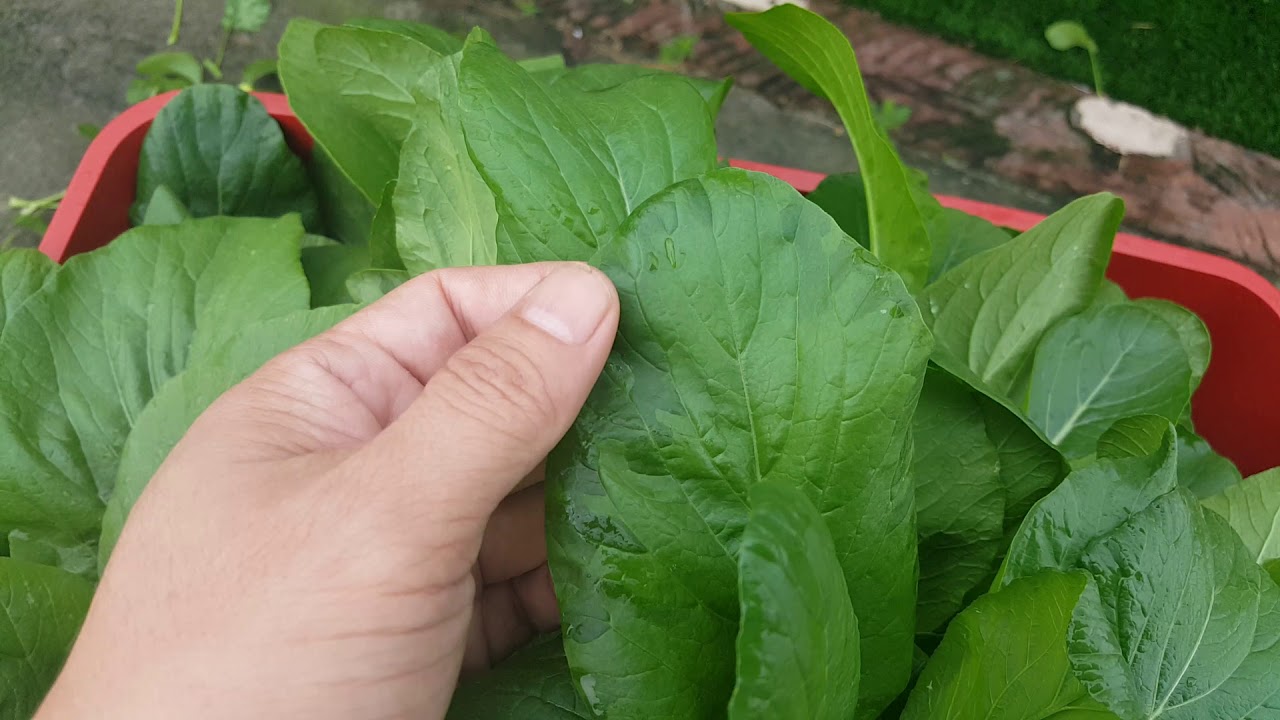 水耕栽培hydroponic 29 1 21 採收菜心 等待下一批的生菜了 Youtube 水耕栽培hydroponic 29 1 21 採收菜心 等待下一批的生菜了 Youtube