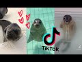 Cute&Chonky Seals Compilation Part 2  ~  [TikTok 2021] 🦭