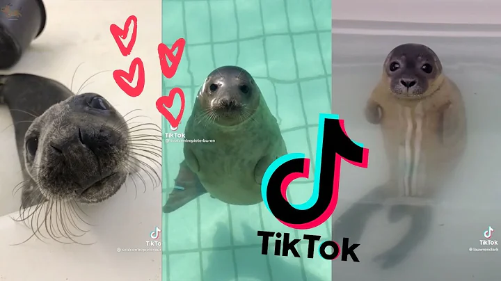 Cute&Chonky Seals Compilation Part 2  ~  [TikTok 2...