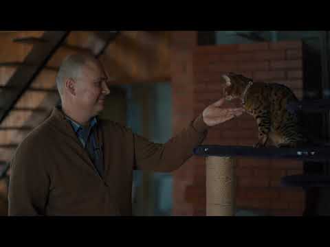 Video: Sirds Mazspēja, Sastrēguma (kreisās Puses) Kaķiem
