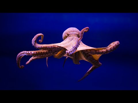 Video: Diferența Dintre Crustacee și Moluște (moluște)