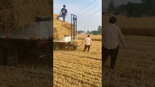 Straw bale loading machine Loading Process - Good tools and machinery make work easy