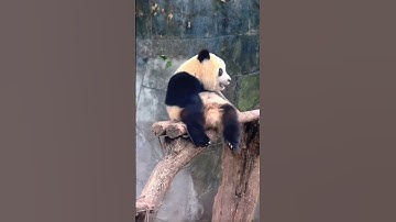 Is she stupid 😄？#panda #stupid #funny #cuteanimals #pandas