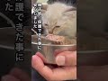 子猫3匹と母猫を保護〜虫に侵されていた小さな命〜 #癒し #ジブリ #ねこ動画 #ねこ #ねこのいる暮らし #ほごねこ #かわいい動物 #かわいい猫 #ほっこりする話