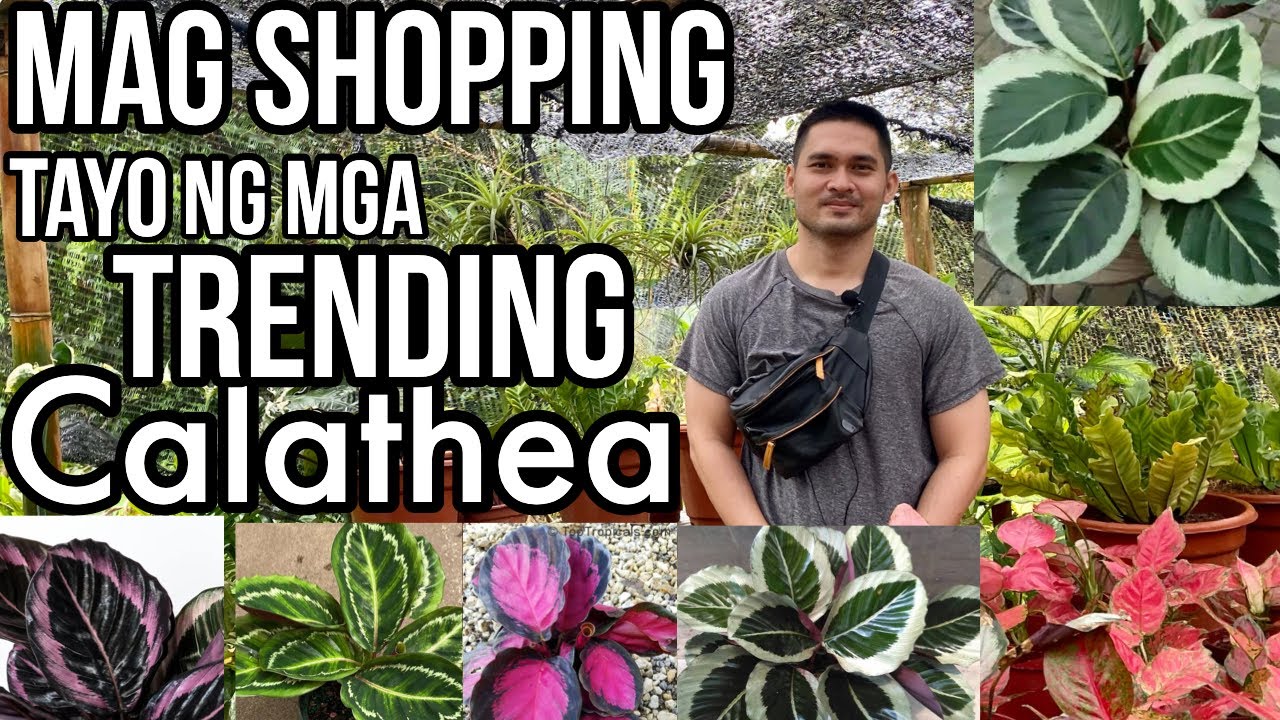 PLANT SHOPPING NG MGA TRENDING CALATHEA | PLANT HUNTING SA 3 GARDEN SHOPS