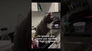 Cat looks for food