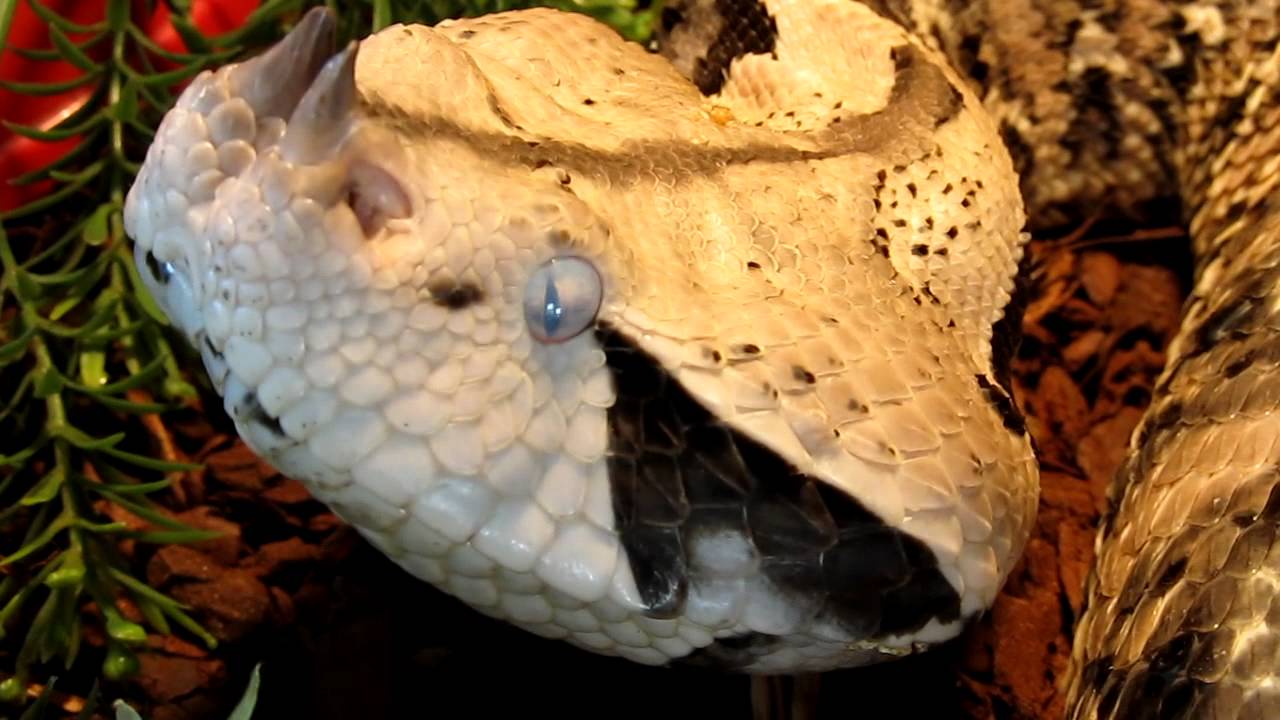 crotalus molossus Bitis rhinoceros ,west african gaboon viper , gabbon adder, gaboon adder, 0.1 adult 