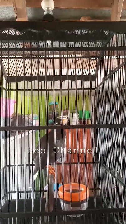 Jalak kebo rasa kapas tembak