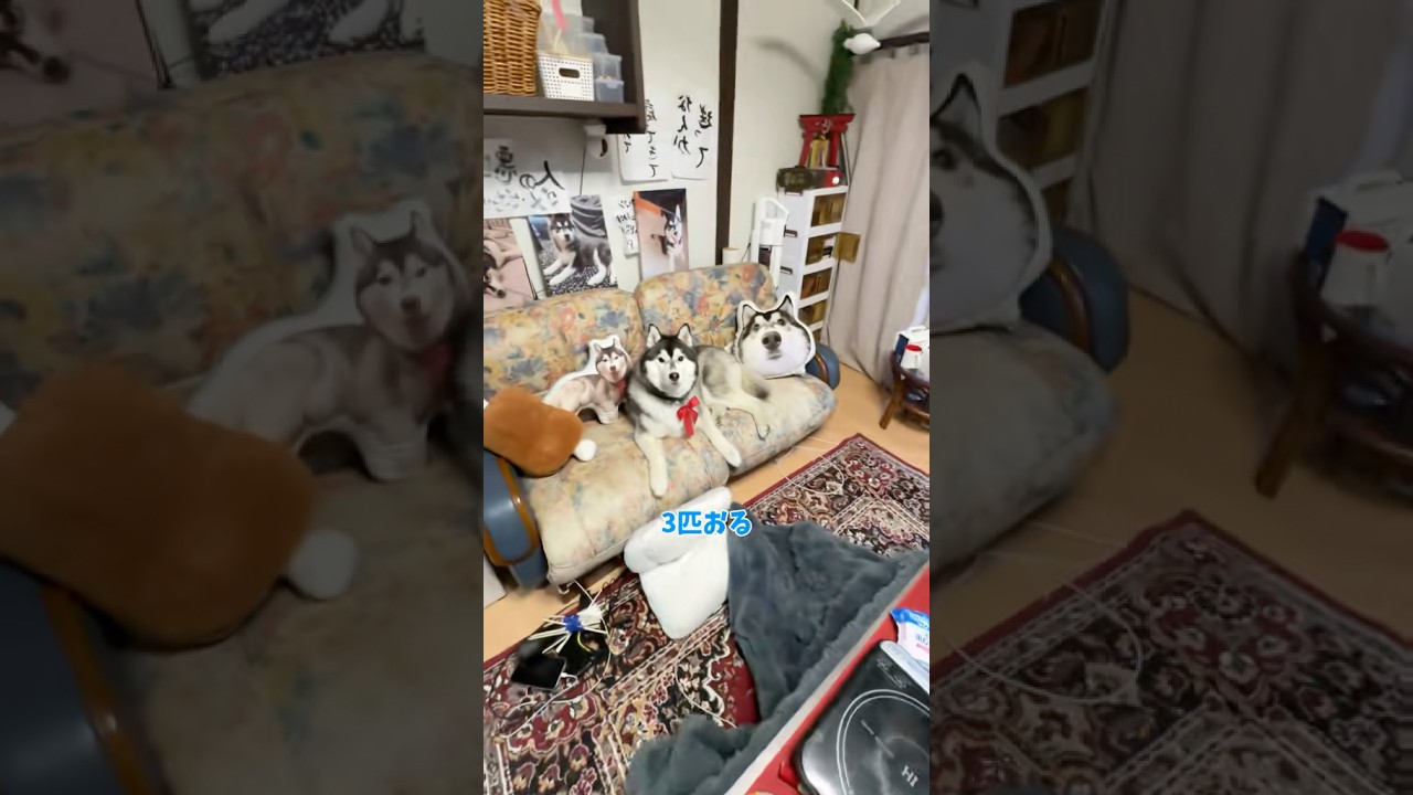 ルームツアー第二弾なんかもう結構居心地いいんだよね。