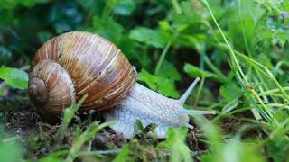 Download Lagu Siput Alam Shell Moluska Perlahan-Lahan Probe MP3