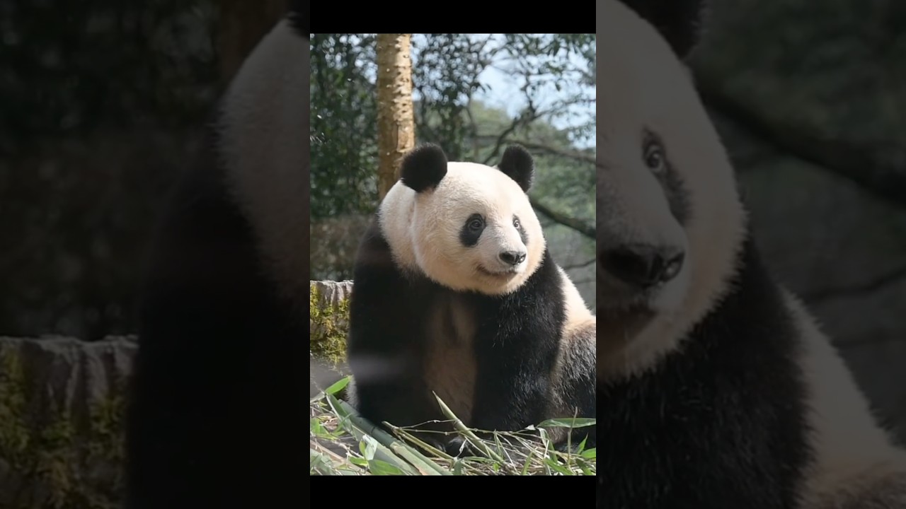 不夸张地说,香香的院子是最安静的。虽然很多日本粉丝起伏不断喊着“卡哇伊”,但都非常小声克制。香香圆圆的脸ber和米奇朵朵非常可爱。