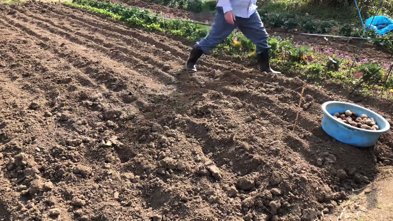 Baron potatoes  ダンシャク