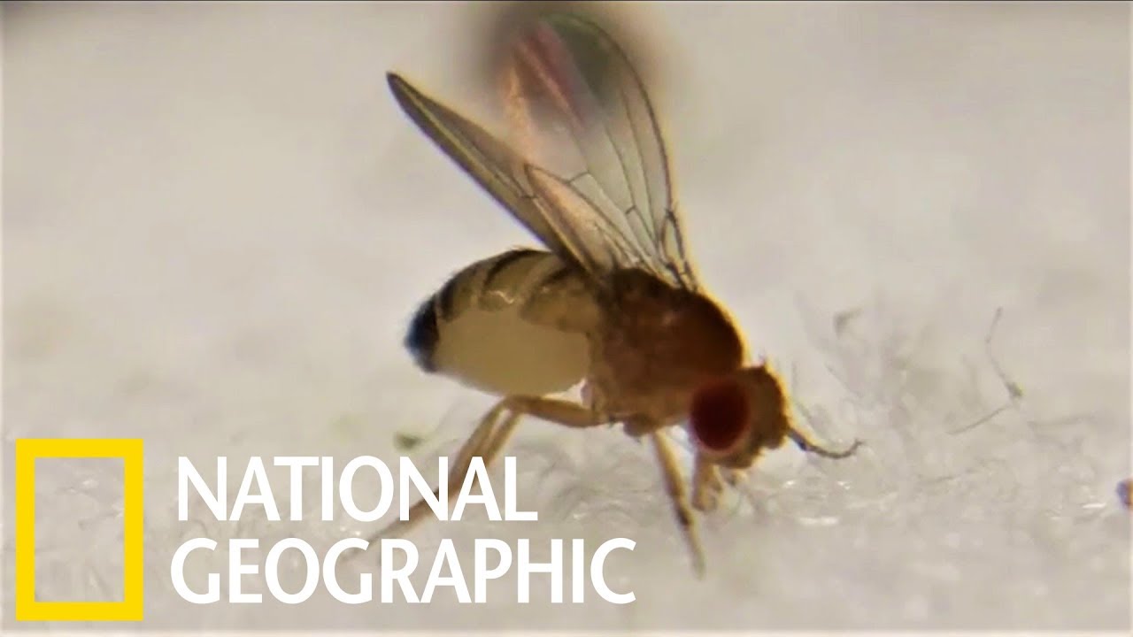 這種「昆蟲毀滅者」真菌能把果蠅變成喪屍《國家地理》雜誌