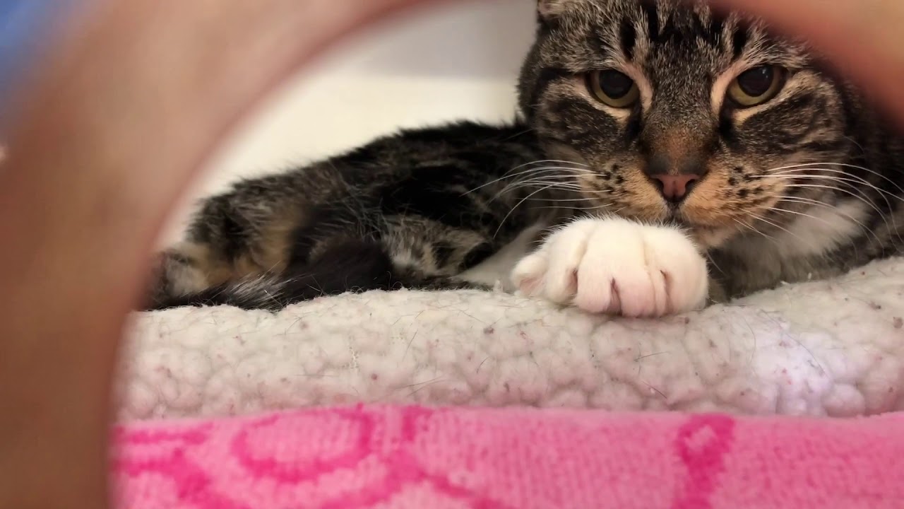 PSPCA Spotlight  Lost & Found