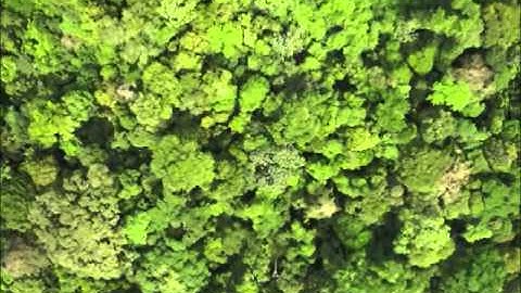 BCI Permanent Plot Ecosynth Fly-over