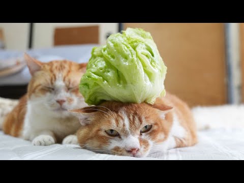 レタス のせ猫 250808 - YouTube