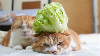 レタス のせ猫 250808 - YouTube