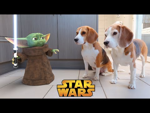 baby-yoda-vs-dogs-in-real-life!-funny-dog-louie-the-beagle