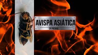 Avispa Asiática en Premiá. Vespa Velutina asiàtica a Premià de Mar i Premià de Dalt