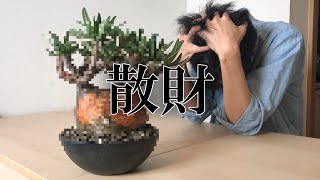 このグラキリスは我慢できなかった | シマムラ園芸 塊根植物