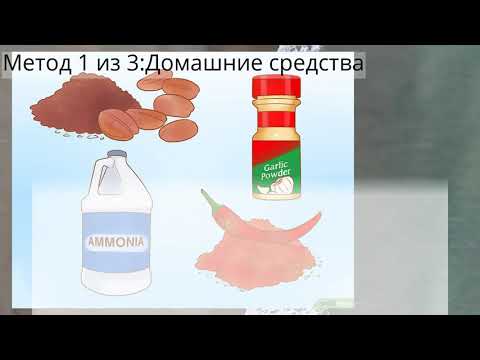 Как не подпускать собак к вашему газону