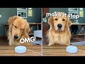 My Dog Reacts to Alexa