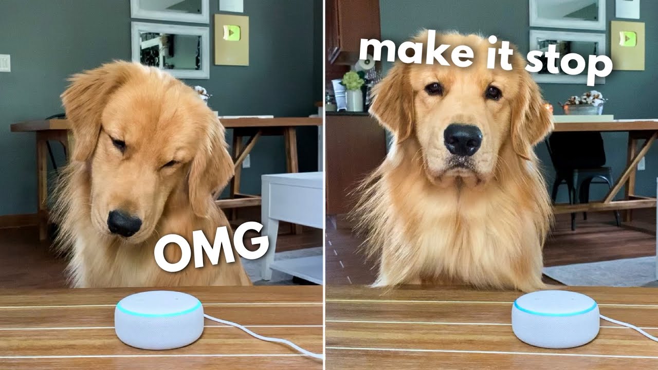 alexa music for dogs