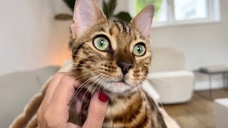 How does our Bengal kitten react to us when we come back from holiday?