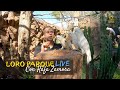 Facts about parrots' diet - S01E04 - Loro Parque LIFE