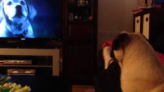 Budweiser's lost dog commercial made my dog cry.