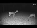 2021 09 21 deer1 buck and does