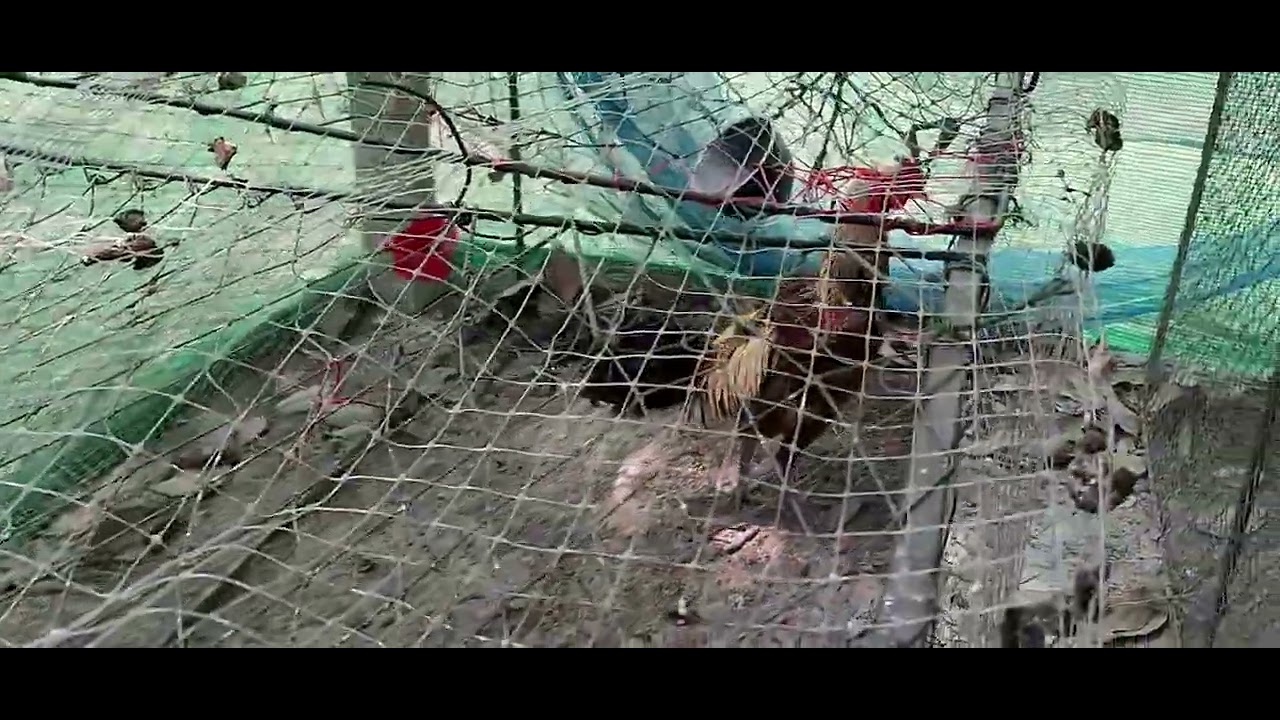 ไก่พม่า เริ่มห้าเเดง