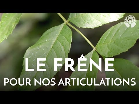 Vidéo: Érable à feuilles de frêne : distribution et description