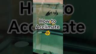 HOW TO ACCLIMATE FISH IN AQUARIUM 🐠 #trending #youtubeshorts #ytshorts #yt