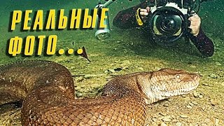 7 РЕАЛЬНЫХ ФОТО УЖАСНЫХ МОРСКИХ ЖИВОТНЫХ