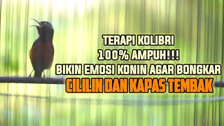 TERAPI KOLIBRI NINJA AGAR BONGKAR ISIAN CILILIN  DAN KAPAS TEMBAK 100% AMPUH BIKIN KONIN IKUT GACOR