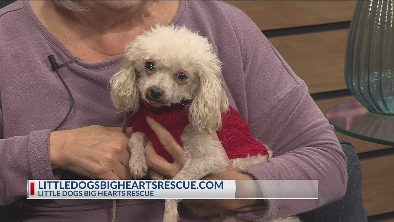 little dogs big hearts rescue