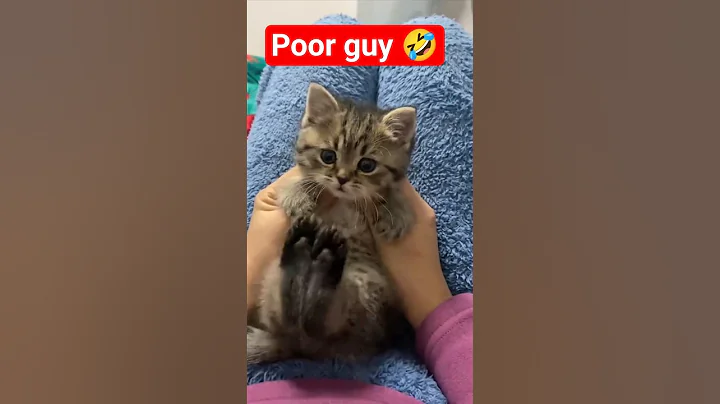 Video 11767621: catlover catlife funnycats, kitten eating, kitten first, cute pets, kitten love, cute cat