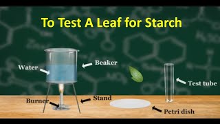 Experiment: To test a leaf for starch screenshot 5