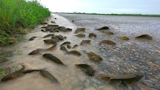 Rain Day Fishing By Hand | Find and Catch Climbing Perch Fish in Flowing Reverse Water On The Road